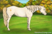 Horse Color:Buckskin Pearl Sabino Rabicano 