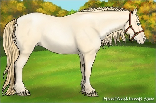 Horse Color:Buckskin Pearl Sabino 