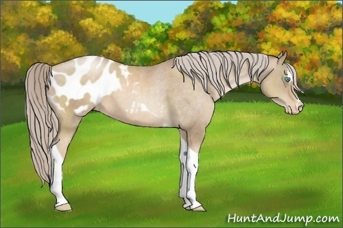 Horse Color:Chocolate Palomino Pearl Sabino Tobiano Blanket