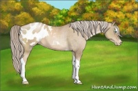 Horse Color:Chocolate Palomino Pearl Sabino Tobiano Blanket