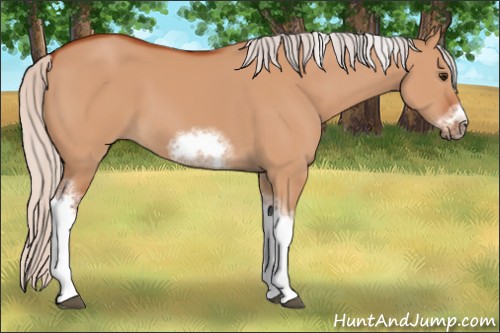 Horse Color:Silver Bay Dun Sabino Tobiano Frame Rabicano 