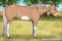 Horse Color:Silver Bay Dun Sabino Tobiano Frame Rabicano 