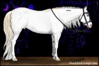Horse Color:Buckskin Pearl Sabino 