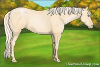 Horse Color:Palomino Pearl Sabino 