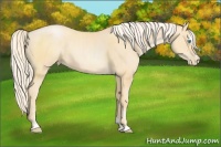 Horse Color:Palomino Pearl Sabino