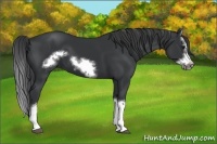 Horse Color:Black Splash Frame