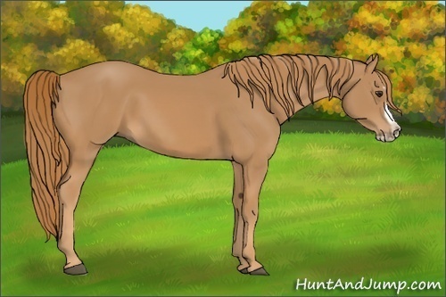 Horse Color:Chestnut Splash Frame 