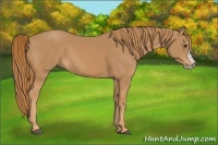Horse Color:Chestnut Splash Frame