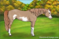 Horse Color:Red Dun Splash Frame