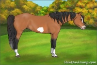 Horse Color:Bay Splash Frame 