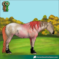 Horse Color:Void Buckskin Pearl Sabino 