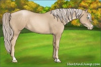 Horse Color:Chocolate Palomino Pearl Sabino 