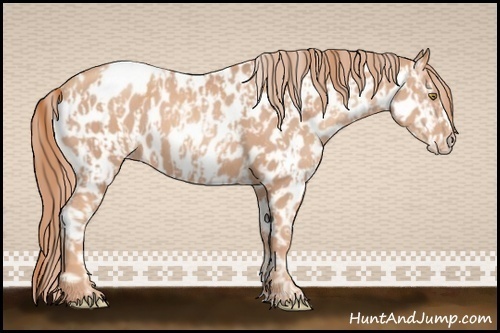 Horse Color:Gold Champagne Appaloosa  and Gold Champagne Frame Appaloosa 