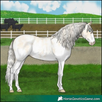 Horse Color:Palomino Pearl Dun Sabino 