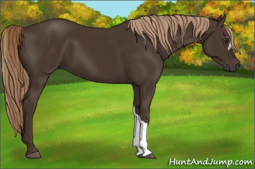 Horse Color:Liver Chestnut