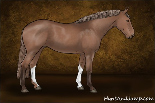 Horse Color:Liver Chestnut 