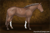 Horse Color:Liver Chestnut 