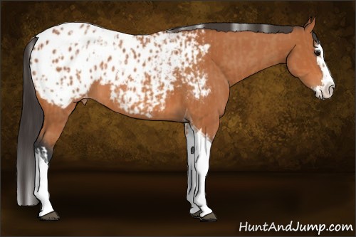 Horse Color:Bay Splash Tobiano Appaloosa and Bay Splash Tobiano Appaloosa