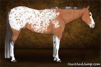 Horse Color:Bay Splash Tobiano Appaloosa  and Bay Splash Tobiano Appaloosa 