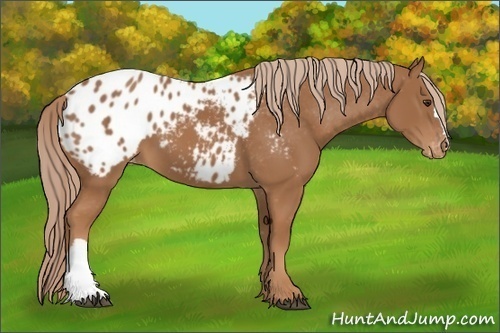 Horse Color:Chestnut Appaloosa