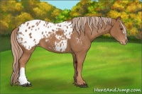 Horse Color:Chestnut Appaloosa 