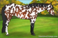 Horse Color:Bay Appaloosa 