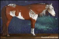 Horse Color:White Spotted Chocolate Palomino Appaloosa and Gray Chestnut