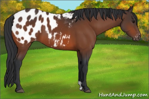 Horse Color:Bay Appaloosa 