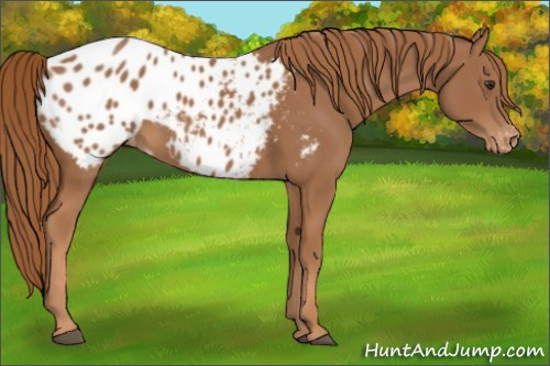 Horse Color:Chestnut Appaloosa 