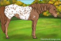 Horse Color:Chestnut Appaloosa 