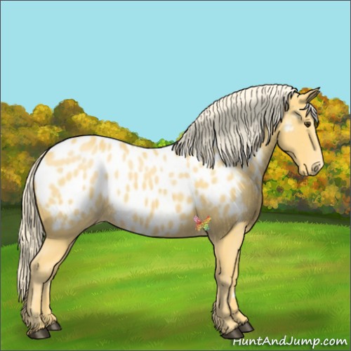 Horse Color:Palomino Appaloosa 