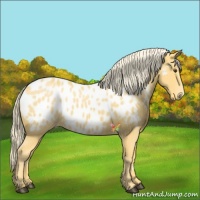 Horse Color:Palomino Appaloosa 