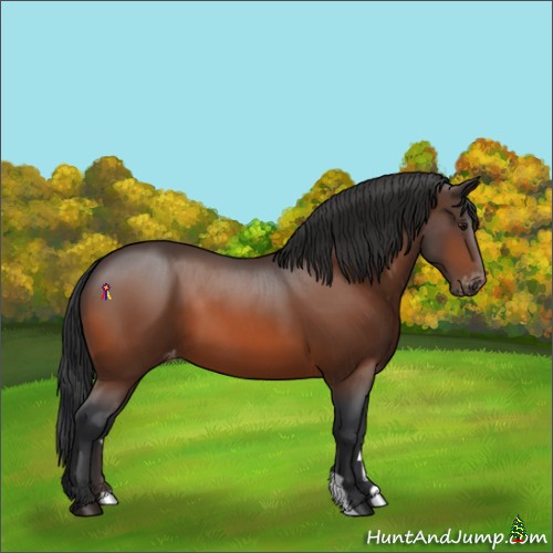Horse Color:Bay Appaloosa