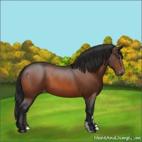 Horse Color:Bay Varnish 