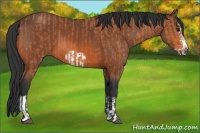 Horse Color:Bay Splash Frame and Bay Splash Frame