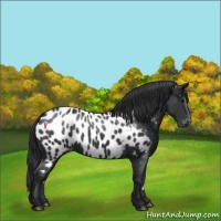 Horse Color:Black Near Leopard 
