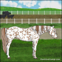 Horse Color:Chestnut Appaloosa 