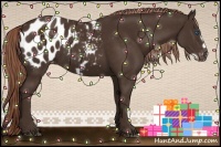 Horse Color:Liver Chestnut Frame Appaloosa 