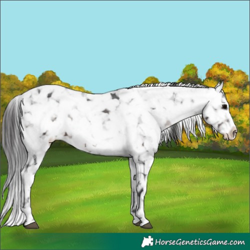 Horse Color:Brown Appaloosa 
