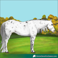 Horse Color:Brown Appaloosa 