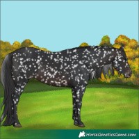 Horse Color:Brown Appaloosa 