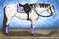 Horse Color:Bay Appaloosa