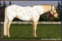 Horse Color:Palomino Appaloosa 