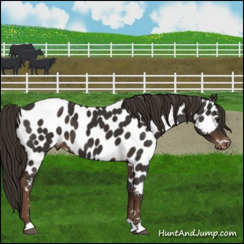 Horse Color:Liver Chestnut Appaloosa 