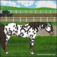 Horse Color:Liver Chestnut Appaloosa
