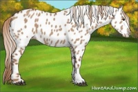 Horse Color:Red Dun Appaloosa 