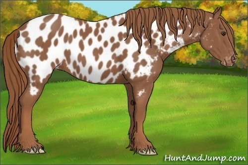 Horse Color:Chestnut Near Leopard