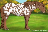 Horse Color:Chestnut Near Leopard 