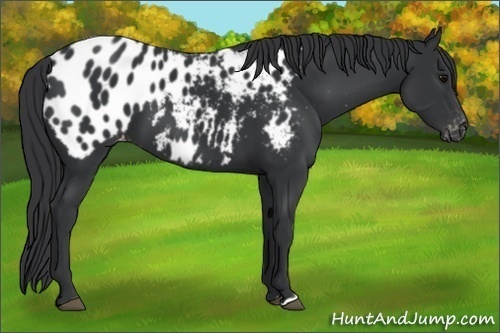 Horse Color:Black Appaloosa 