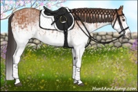 Horse Color:White Spotted Bay Splash and White Spotted Bay Splash